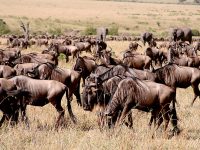 wildebeest biodiversity