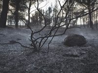 Soil can be negatively affected by a wildfire