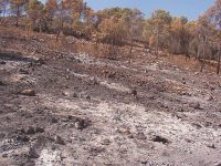 Pinoso (Alicante, Spain) soil one week after a fire in 2003