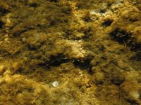 toxic microalgae