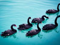 coronavirus black swans