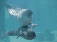 beluga mother and offspring